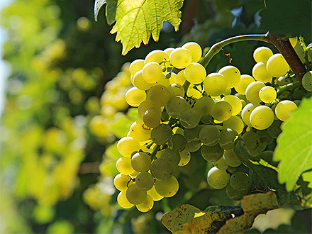 產(chǎn)品展示標(biāo)題三